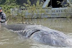 Cận cảnh 'quái vật sông Fraser' nặng 544kg bị khuất phục sau 40 phút ghì kéo nghẹt thở