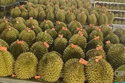 Hải quan yêu cầu thông quan nhanh nông sản xuất khẩu