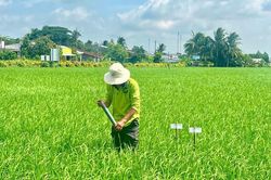 Cần Thơ thúc đẩy canh tác lúa thông minh, hướng đến giảm phát thải