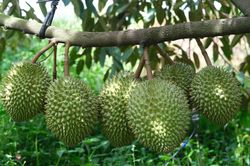 Vì sao cùng một loại nông sản nhưng giá bán chênh nhau cả chục lần?
