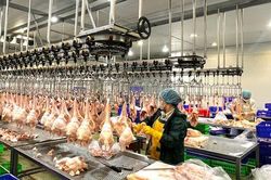 Hà Nội quyết liệt xóa bỏ giết mổ nhỏ lẻ, xây dựng mạng lưới giết mổ tập trung