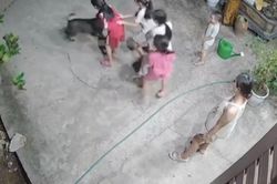 Hài hước khoảnh khắc 'khối nghỉ hè' trêu chó vui như Tết: Dân mạng cười ngất 'xin vé về tuổi thơ'