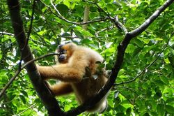 Vườn quốc gia Cát Tiên sẽ do thành phố Đồng Nai quản lý