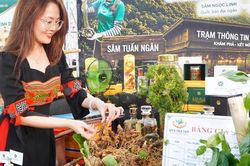 Đưa 'Quốc bảo' xuống phố, Đà Nẵng lần đầu tổ chức lễ hội sâm quốc tế