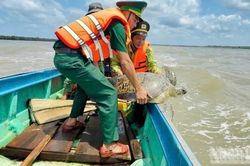 Thả cá thể rùa biển quý hiếm hơn 100kg về đại dương