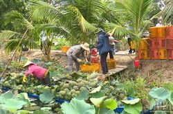 Cần Thơ chủ động chuyển đổi cây trồng thích ứng biến đổi khí hậu