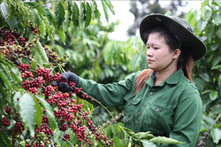 Bản tin nông sản hôm nay (18-7): Giá cà phê quay đầu giảm