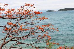 Hoa ngô đồng đỏ trên đảo Cù Lao Chàm vào mùa nở rộ
