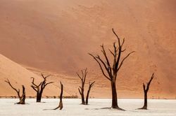 Deadvlei - Khu rừng chết trăm tuổi giữa biển cát đỏ của châu Phi