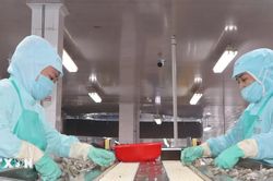 Cà Mau tăng cường giải pháp xuất khẩu tạo đà cho tăng trưởng kinh tế