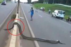 Đang đi ngoài đường, người dân bỗng thấy cảnh tượng 'nổi da gà'