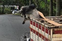 Bò đực nhảy khỏi thùng xe tải để tẩu thoát và cái kết