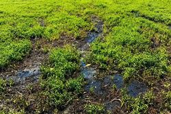 Rau màu bất ngờ cháy lá, vàng úa, nông dân Đồng Tháp mất ăn, mất ngủ