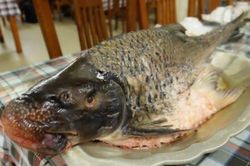 Loại cá hình dáng xấu nhưng có cái tên đẹp, giá lên tới cả triệu đồng/kg
