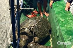 Thả cá thể vích nặng 120 kg quý hiếm về biển