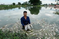 Bắc Ninh: Cá chết trắng ao, hộ nuôi thiệt hại khoảng 100 triệu đồng