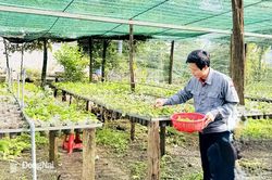 Giấc mơ nông nghiệp xanh đang hình thành