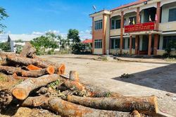 Tiếp tục xác minh việc chặt 13 cây xanh tại trụ sở xã Hbông cũ