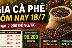 Giá cà phê hôm nay 18/7: Giảm sau hai phiên tăng