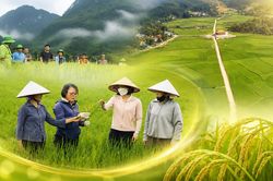Giữ vững năng lực tự chủ lương thực