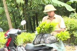 Cung ứng 110.000 c&acirc;y giống phục vụ sản xuất