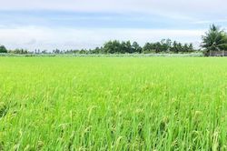 Nâng giá trị hạt gạo hữu cơ bằng sở hữu trí tuệ