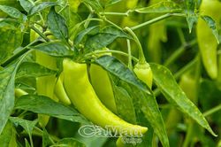 Nông dân Hiệp Thành trúng vụ ớt