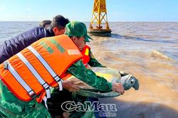 Đồn Biên phòng Đất Mũi thả cá thể vích quý hiếm về biển