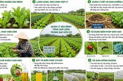 Một số biện ph&aacute;p quản l&yacute; s&acirc;u bệnh tổng hợp trong sản xuất rau hữu cơ
