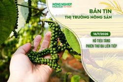 Thị trường nông sản 18/7/2026: Hồ tiêu tăng phiên thứ ba liên tiếp