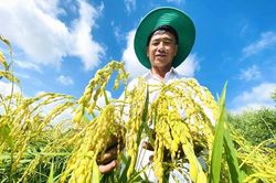 Giá lúa gạo hôm nay 18/7: Lúa tươi tăng tới 500 đồng/kg, gạo ổn định