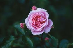 Giờ sinh Âm lịch của người có tâm thiện nên phúc khí dày, hậu vận cực vượng