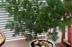 Cây tùng nho phong thủy, món quà ý nghĩa khơi thông tài vận, rước may mắn