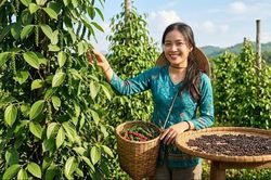Giá hồ tiêu hôm nay 19.7.2026: Đi ngang, cao nhất 140.500 đồng/kg