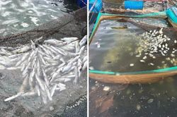 Xác định nguyên nhân khiến cá chết hàng loạt trên sông tại Quảng Trị