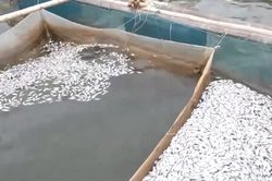 [Video] Cá chết hàng loạt trên sông Hiếu ở Quảng Trị là do nguồn nước có dấu hiệu suy giảm chất lượng
