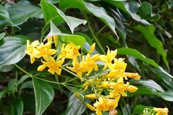 Trẻ suýt mất mạng vì gia đình chữa táo bón bằng bài thuốc truyền miệng