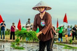 Xem phụ nữ Quảng Ninh cấy lúa thoăn thoắt