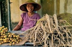 Không tốn tiền giống, người dân Thanh Hóa thu hàng chục triệu từ cây 'tiến vua'