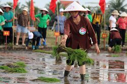 Xem nông dân đảo Hà Nam thi cấy vụ mùa mới