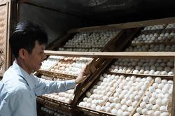 Khởi nghiệp từ vài trăm con vịt, nông dân Quảng Trị thu gần 1 tỷ đồng mỗi năm