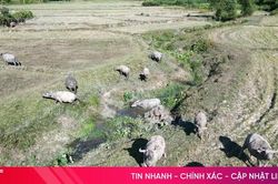 Vì sao nông dân Hà Tĩnh không còn mặn mà với chăn nuôi đại gia súc?