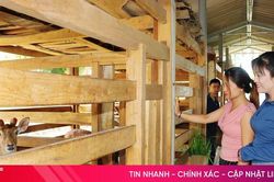 Nuôi hươu mở lối làm giàu cho nhiều hộ dân Đức Thọ