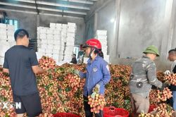 Bắc Ninh: Doanh thu từ vải thiều và dịch vụ phụ trợ đạt hơn 9.000 tỷ đồng