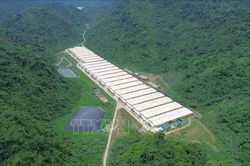 Tai nạn tại trang trại lợn ở Thanh Hóa làm 5 người tử vong và 2 người bị thương