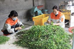 Mở rộng vùng dược liệu, tạo động lực mới cho nông nghiệp Hưng Yên