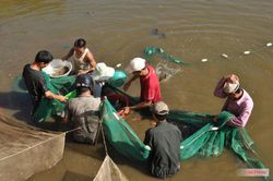 Chuyển dịch cơ cấu cây trồng nâng cao sinh kế cho nhà nông