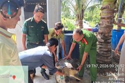 Thả một cá thể vích về biển