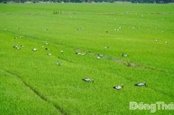Đồng Tháp: Đàn cò ốc quý hiếm về săn mồi tại cánh đồng lúa ở xã Hưng Thạnh