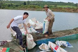 Hỗ trợ 30 nghìn con cá giống cho 20 hộ dân làng Đak Mong